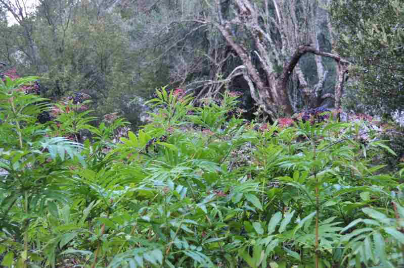 Sambucus ebulus